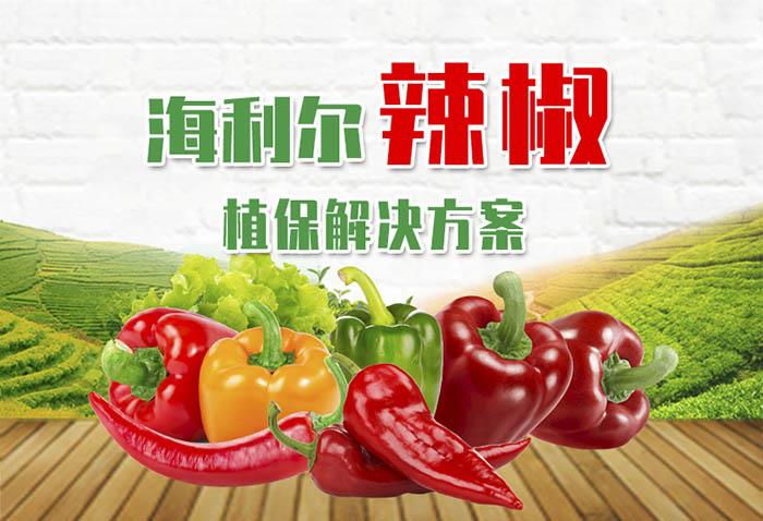 辣椒-作物解决方案